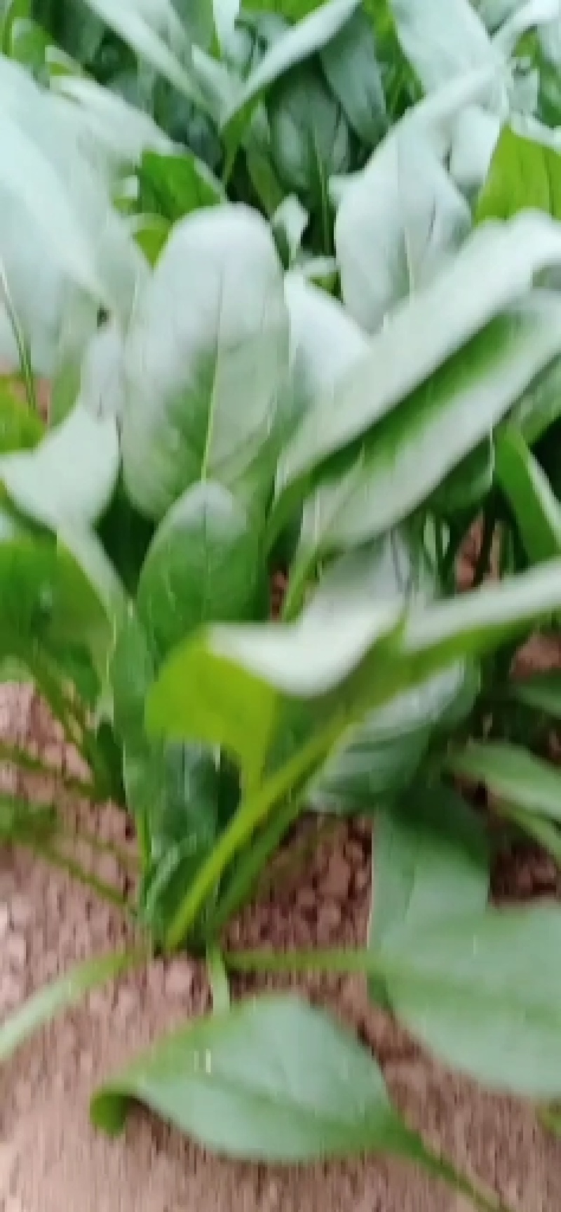 基地直供精品大叶菠菜大量，实力代办全国代发电联采购