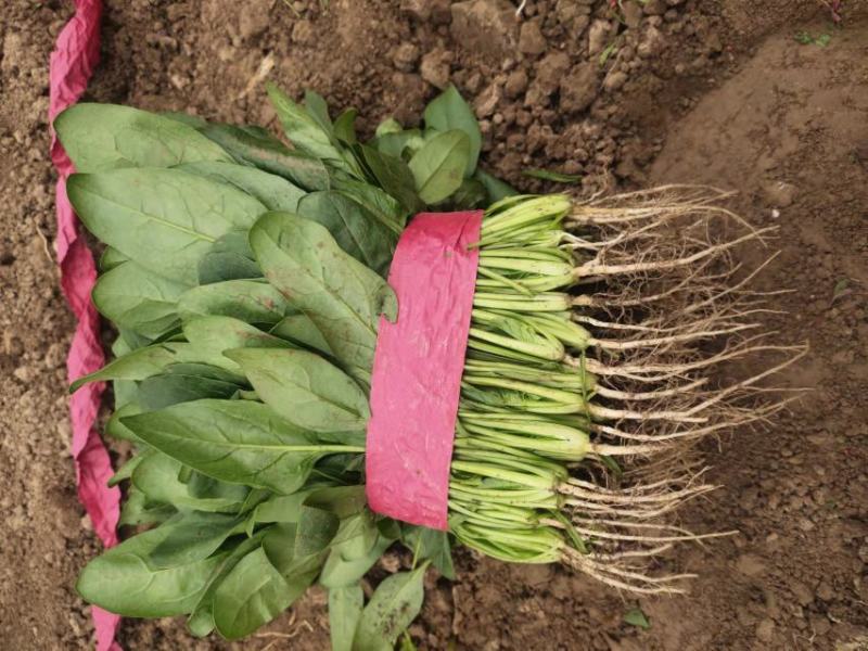 基地直供精品大叶菠菜大量，实力代办全国代发电联采购