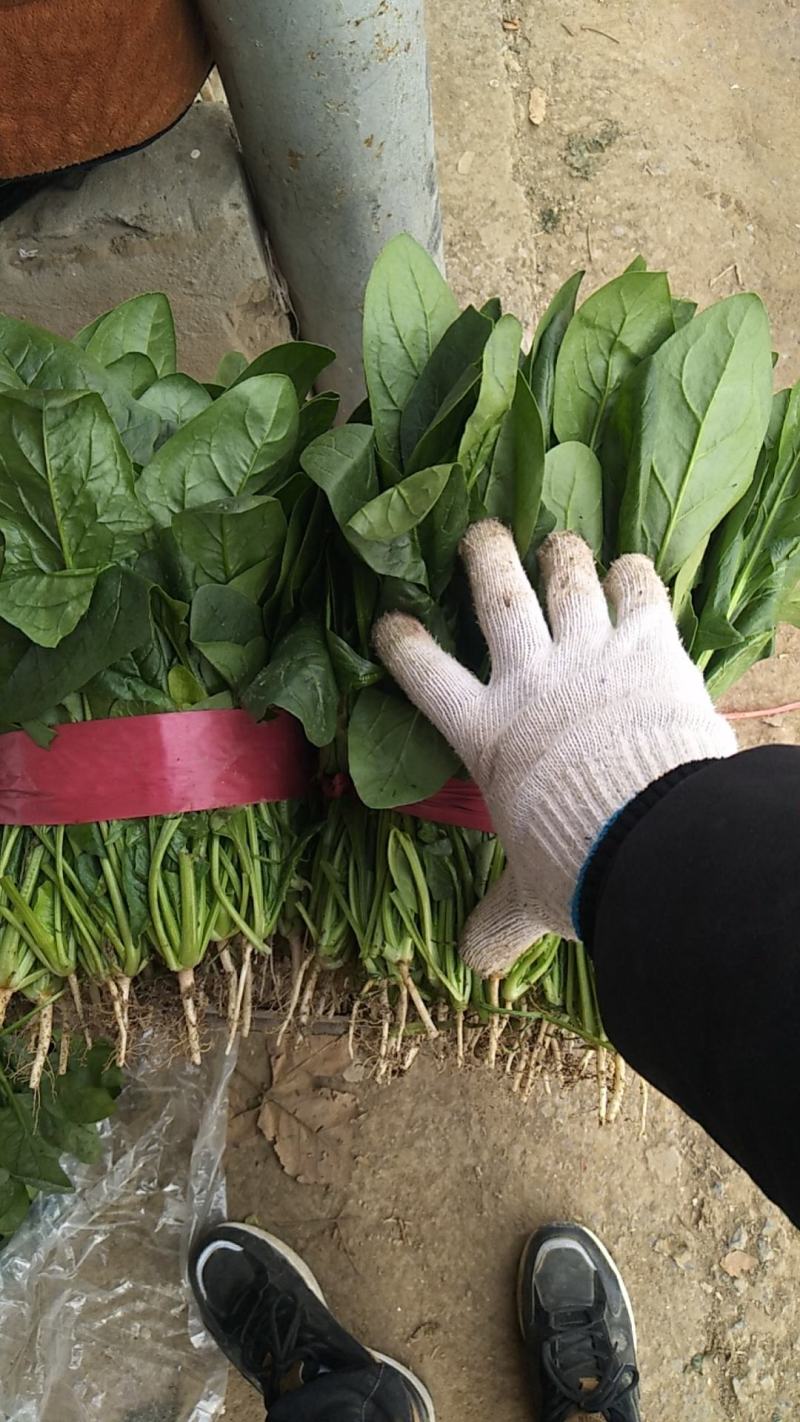 基地直供精品大叶菠菜大量，实力代办全国代发电联采购