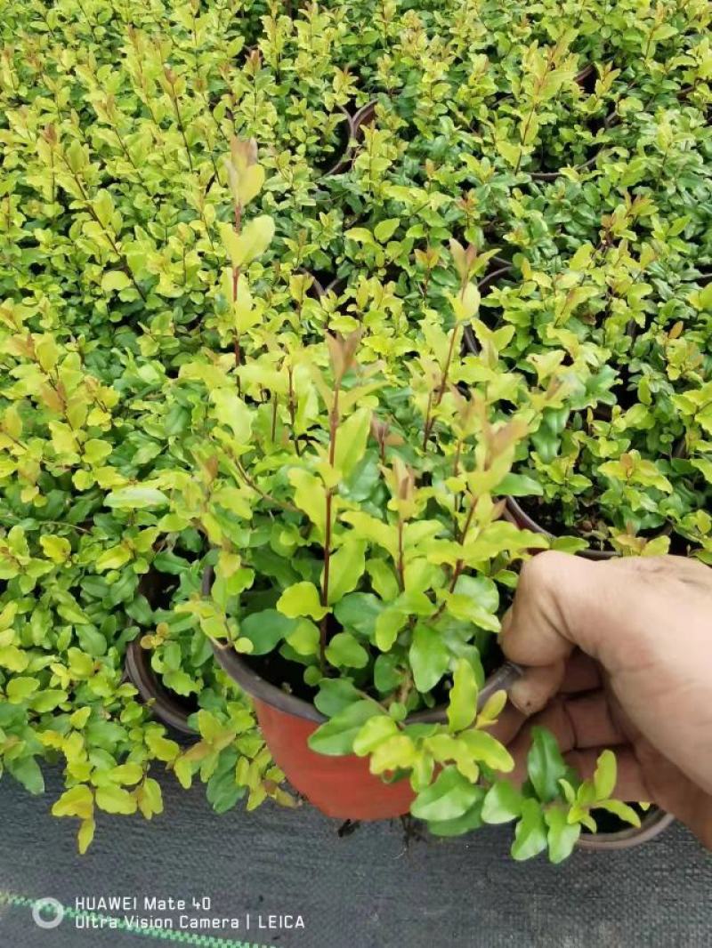 月季花，花叶络石，基地一手货源充足欢迎选购
