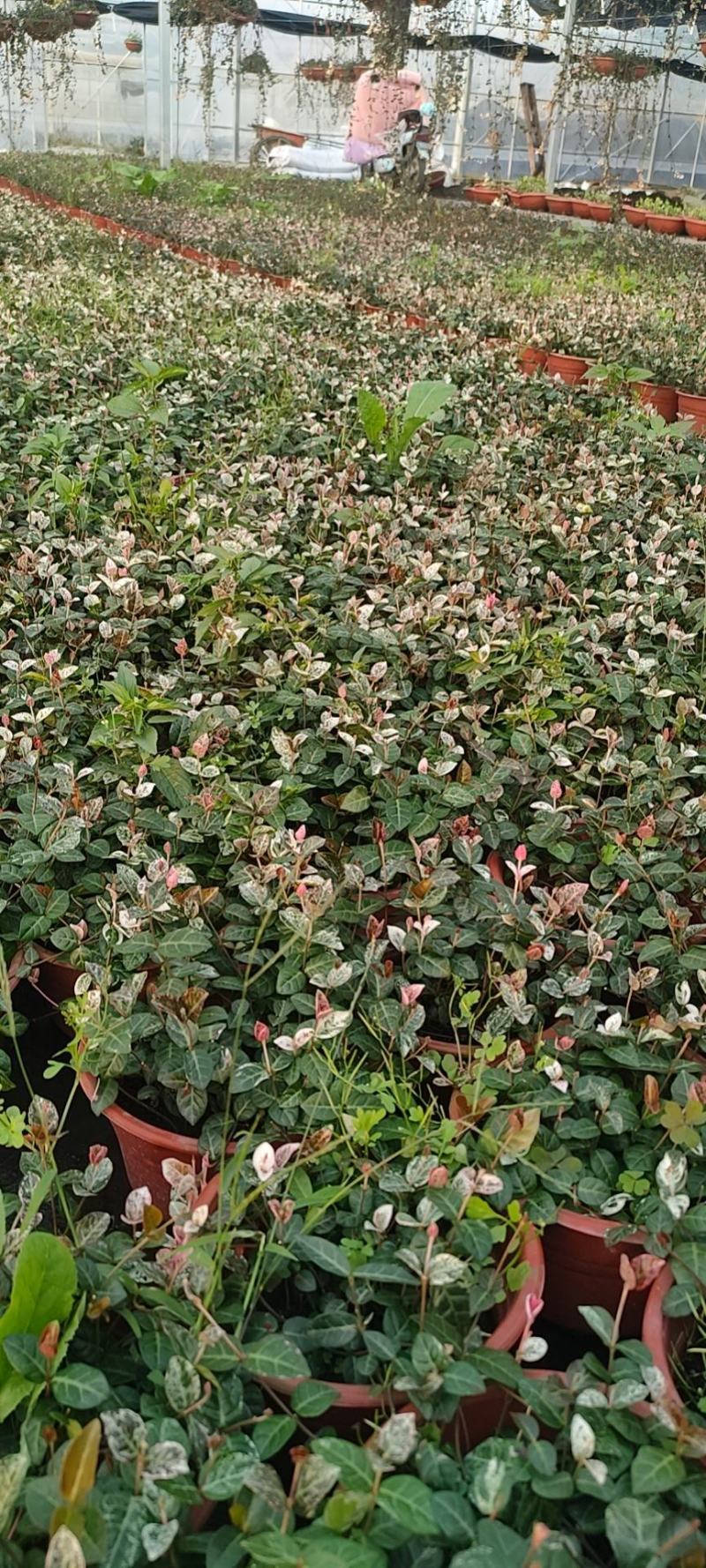 月季花，花叶络石，基地一手货源充足欢迎选购