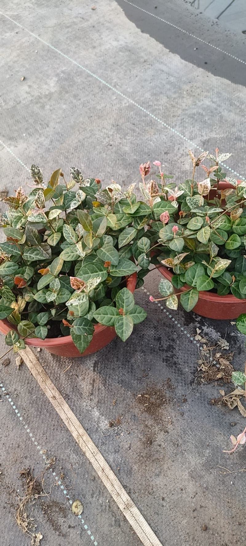 月季花，花叶络石，基地一手货源充足欢迎选购