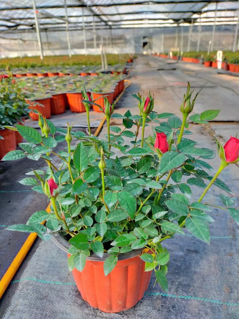 月季花，花叶络石，基地一手货源充足欢迎选购