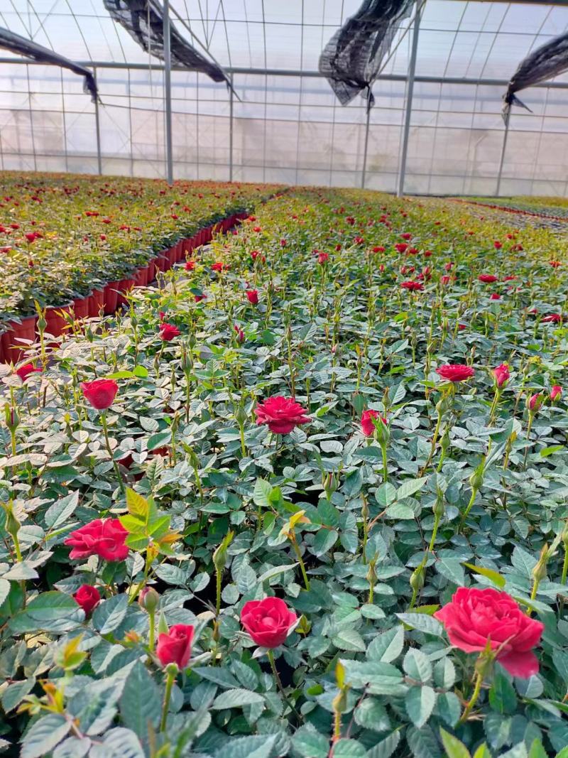 月季花，花叶络石，基地一手货源充足欢迎选购