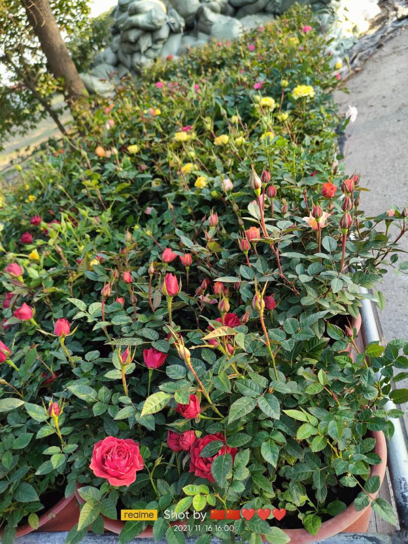 月季花，花叶络石，基地一手货源充足欢迎选购