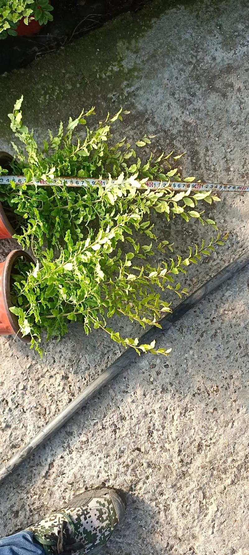 月季花，花叶络石，基地一手货源充足欢迎选购