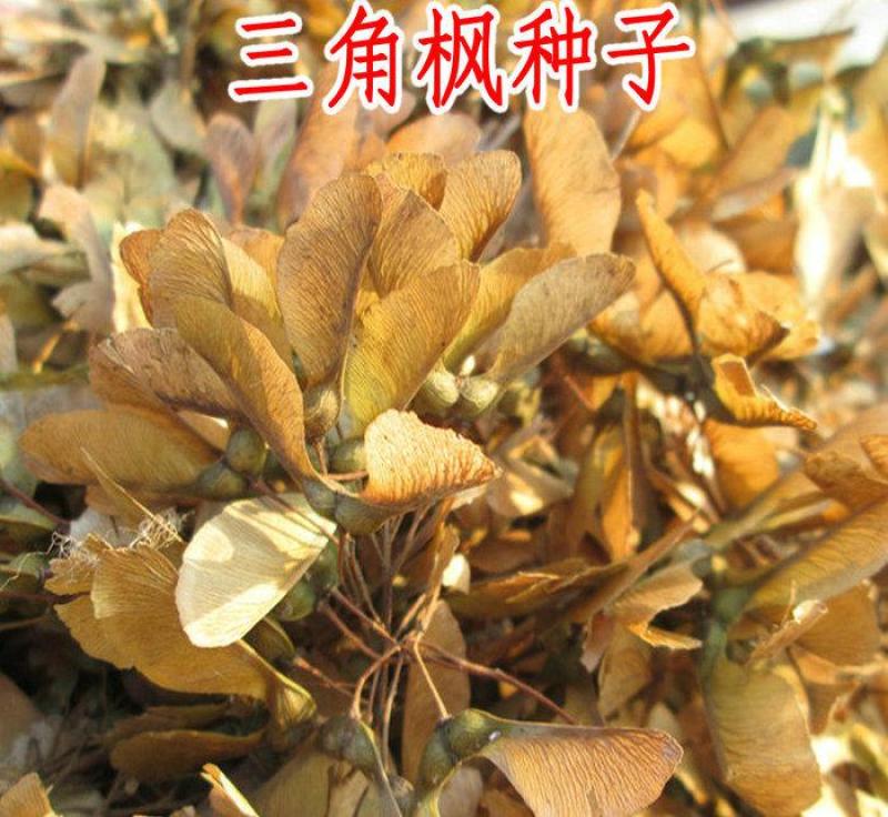 三角枫种子三角槭树种籽生长快速多年生护岸固土行道树