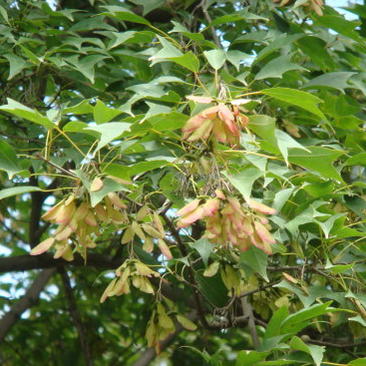 三角枫种子三角槭树种籽生长快速多年生护岸固土行道树