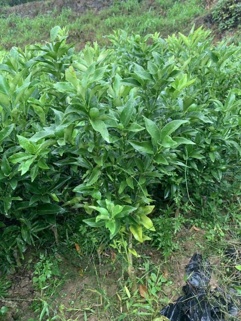 脆蜜金桔苗(新品种)桂林优质金桔苗地苗杯苗批发