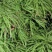 羽毛枫种子,羽毛枫,别名:细叶鸡爪槭,塔枫,羽毛枫种子