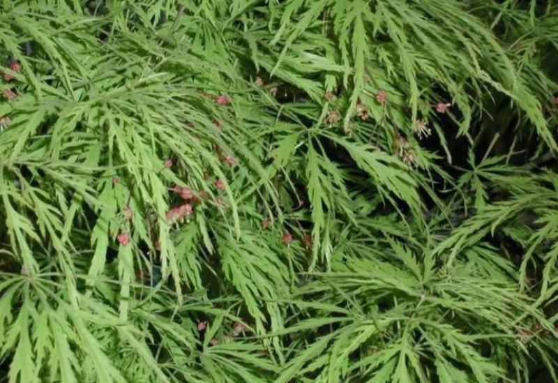 羽毛枫种子,羽毛枫,别名:细叶鸡爪槭,塔枫,羽毛枫种子