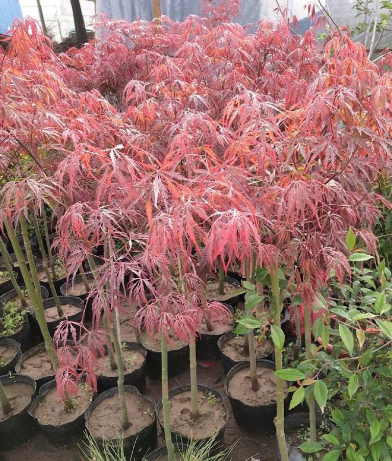 羽毛枫种子,羽毛枫,别名:细叶鸡爪槭,塔枫,羽毛枫种子