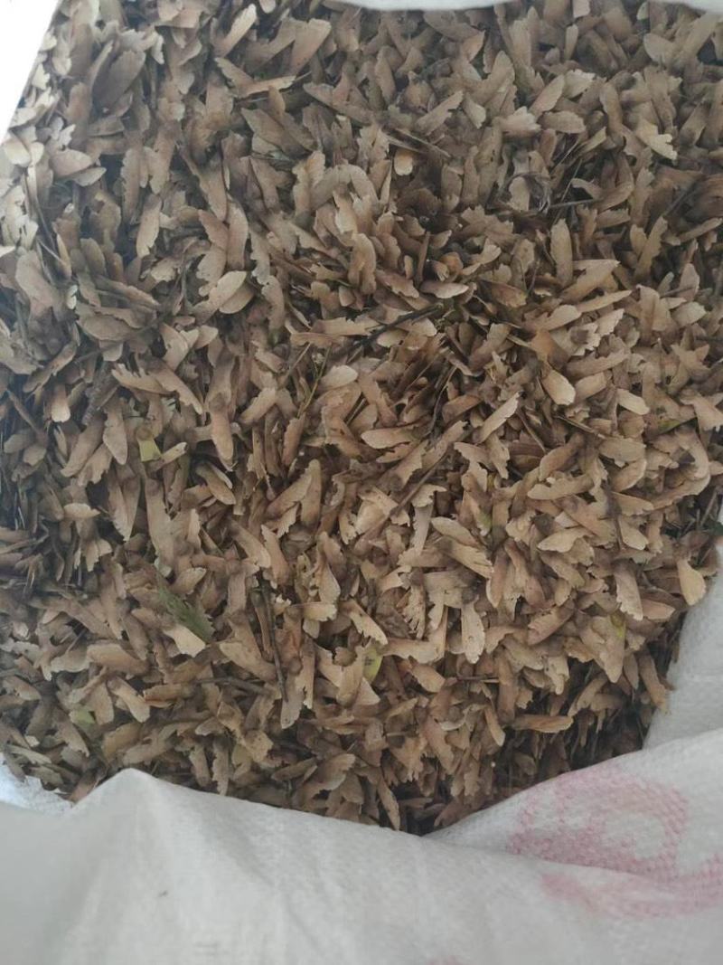羽毛枫种子,羽毛枫,别名:细叶鸡爪槭,塔枫,羽毛枫种子