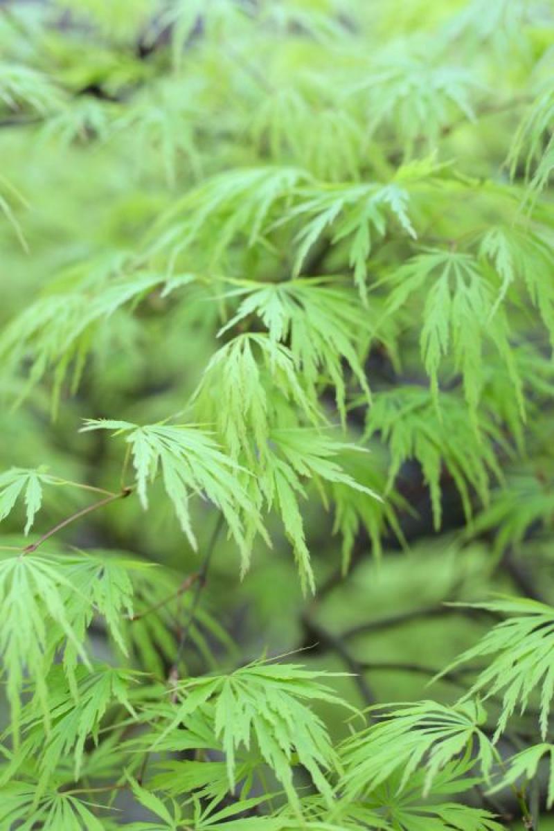 羽毛枫种子,羽毛枫,别名:细叶鸡爪槭,塔枫,羽毛枫种子