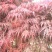 羽毛枫种子,羽毛枫,别名:细叶鸡爪槭,塔枫,羽毛枫种子