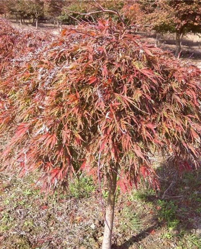 羽毛枫种子,羽毛枫,别名:细叶鸡爪槭,塔枫,羽毛枫种子