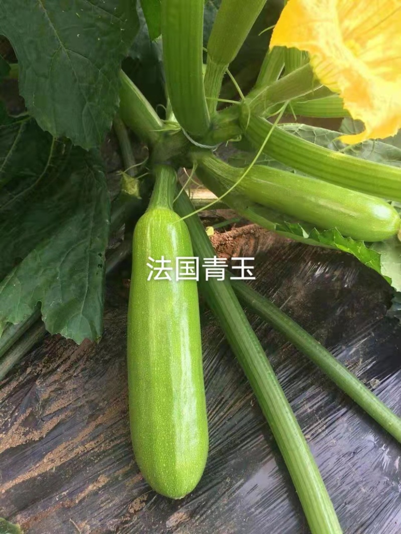 新引进早熟西葫芦种子长棒形瓜色翠绿瓜码密菜瓜荨瓜