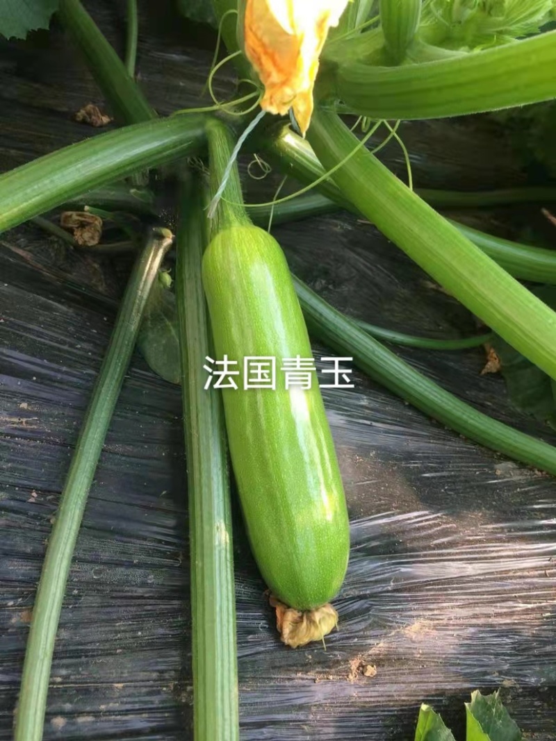 新引进早熟西葫芦种子长棒形瓜色翠绿瓜码密菜瓜荨瓜