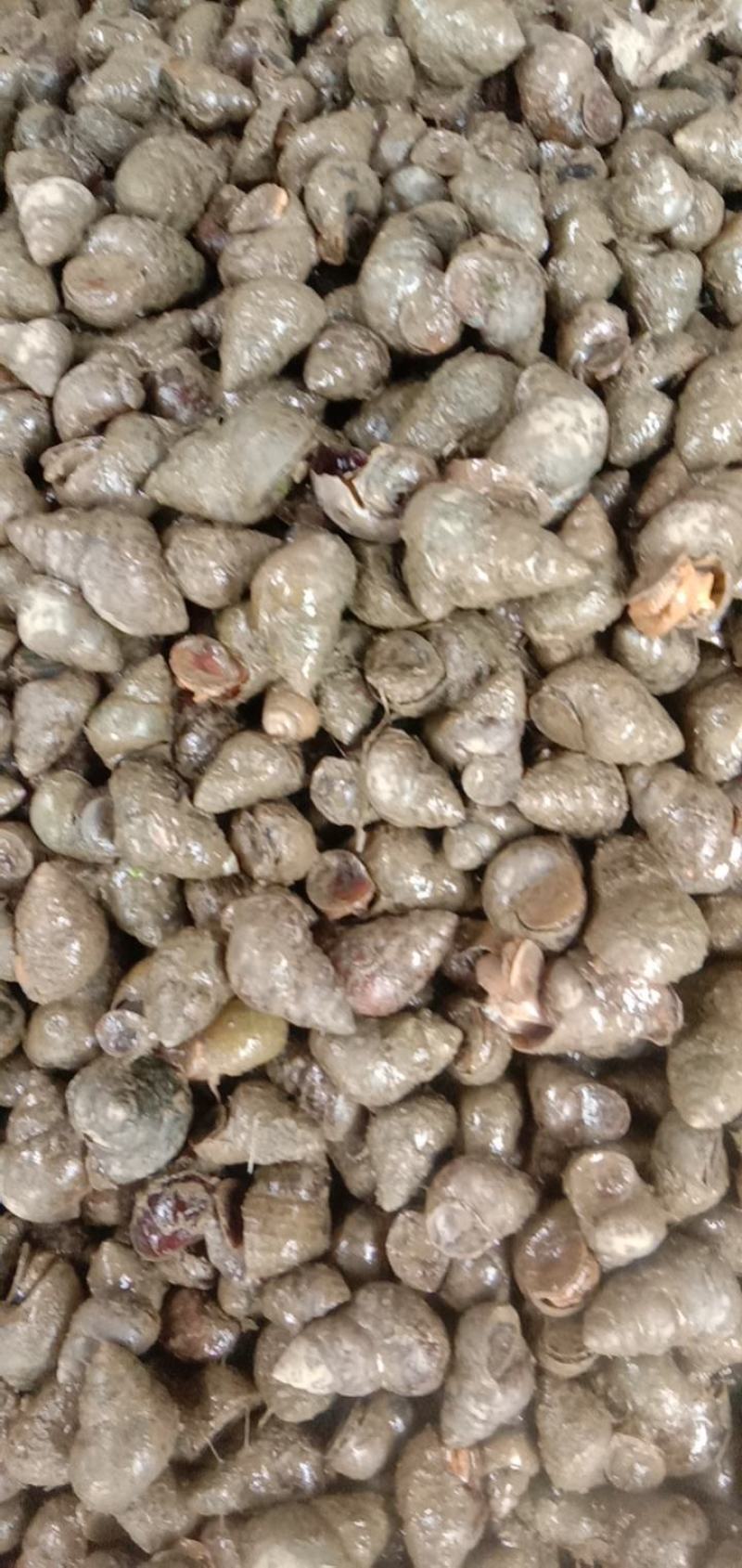 湖北薄壳螺蛳，1.8带炮头