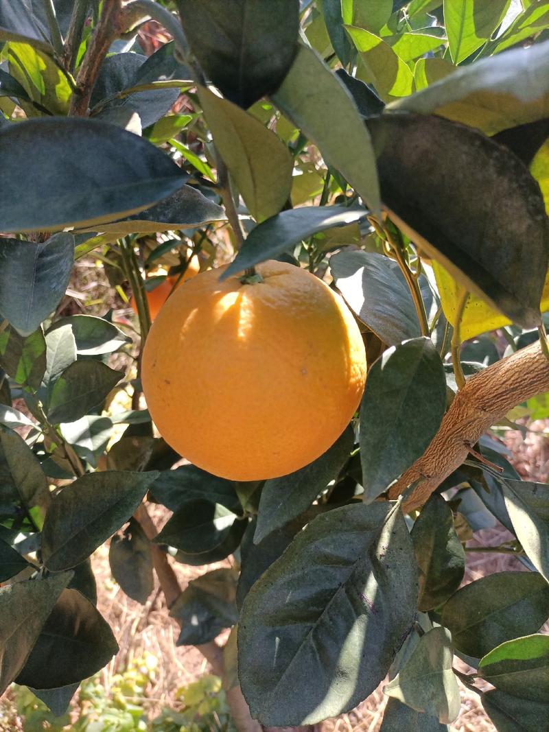 一件代发赣南脐橙中华名果；营养美味，真“橙”奉献！