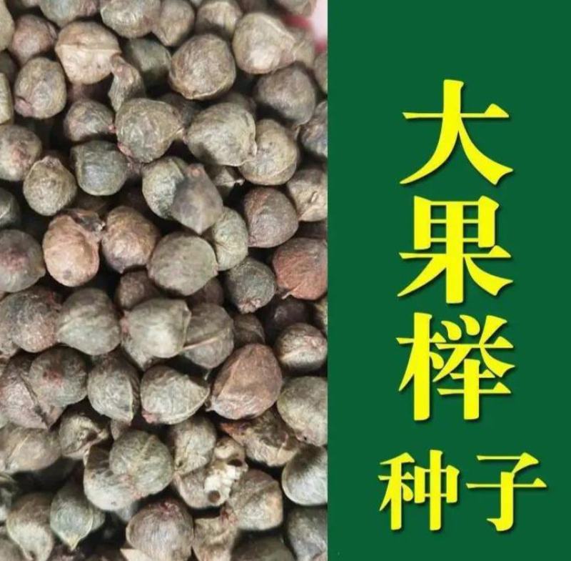 大果叶榉树种子小叶榉树圆齿鸡油树抱树赤肚榆红榉树种子园林