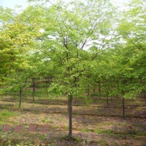 大果叶榉树种子小叶榉树圆齿鸡油树抱树赤肚榆红榉树种子园林