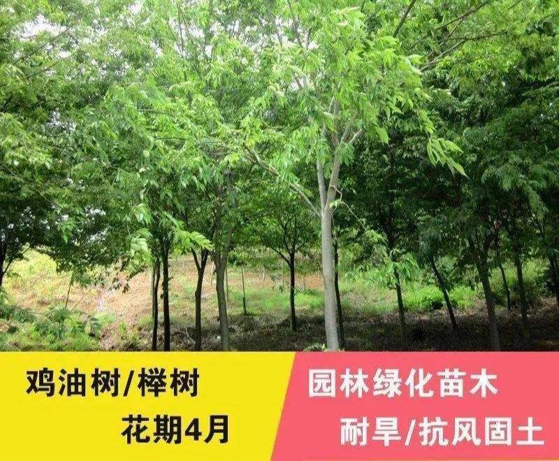 大果叶榉树种子小叶榉树圆齿鸡油树抱树赤肚榆红榉树种子园林
