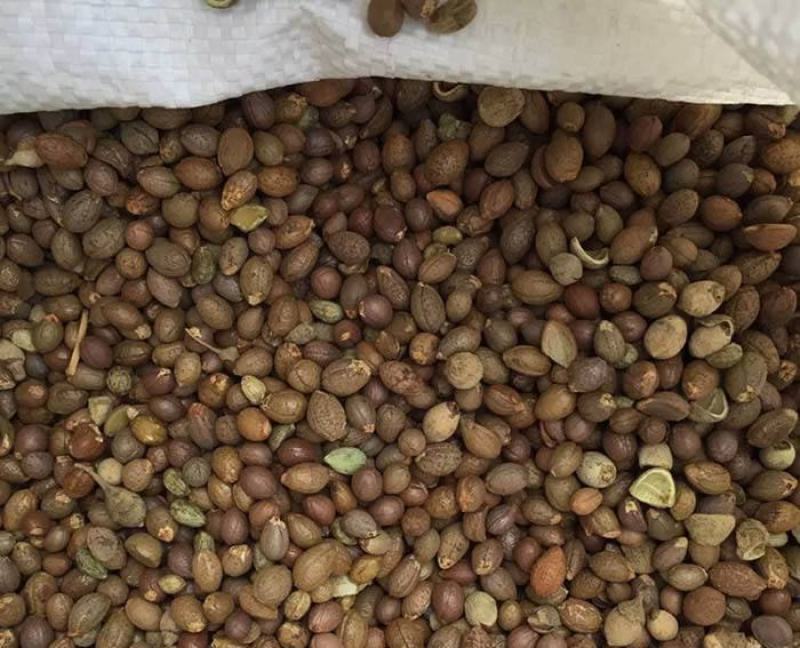 新采花种子玉玲花新采玉玲花种子花芳香美丽量大优惠