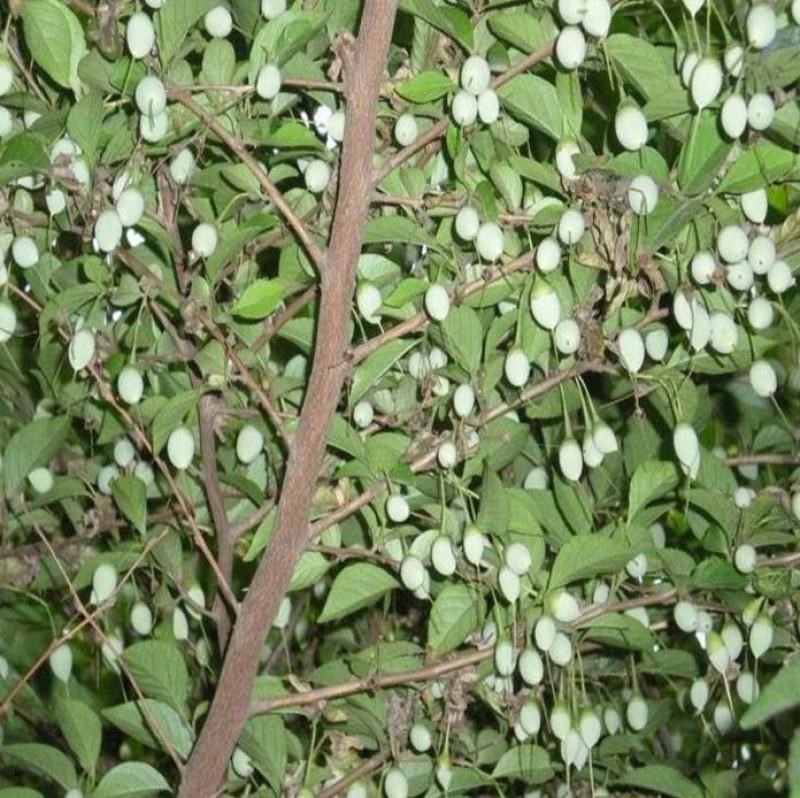 新采花种子玉玲花新采玉玲花种子花芳香美丽量大优惠