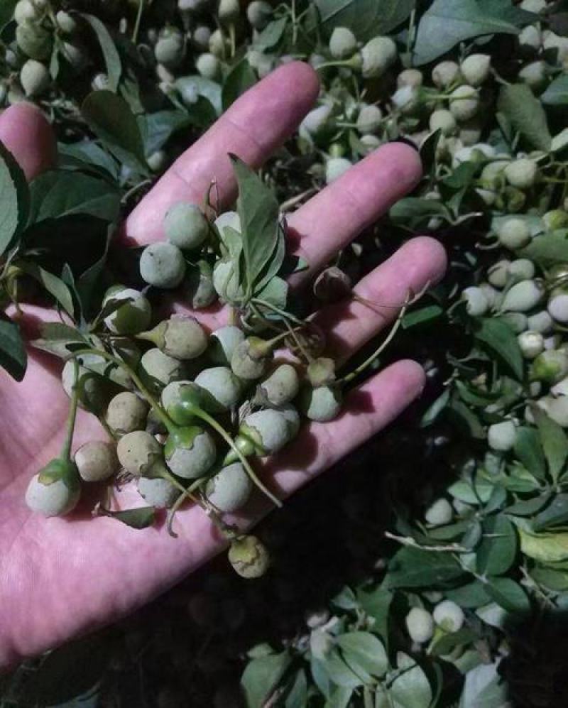 新采花种子玉玲花新采玉玲花种子花芳香美丽量大优惠