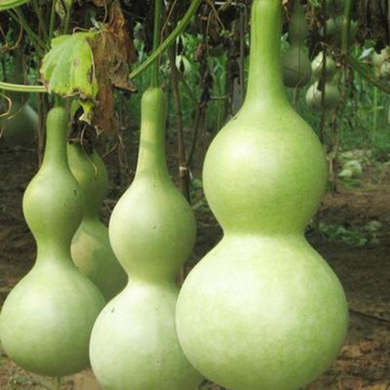 葫芦籽葫芦种子药用食用酒葫芦无污染实用葫芦中药材种子