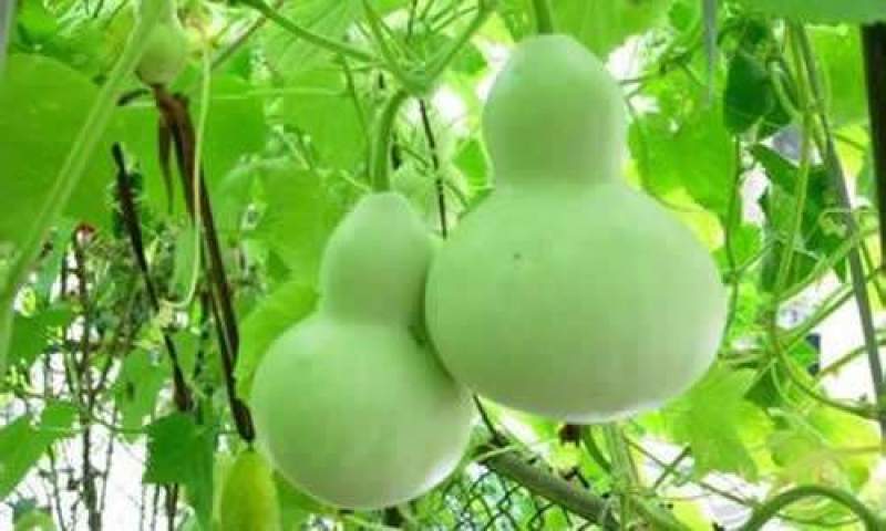 葫芦籽葫芦种子药用食用酒葫芦无污染实用葫芦中药材种子