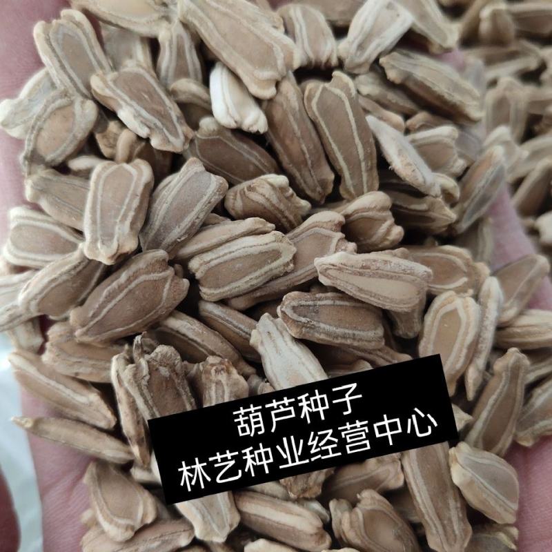 葫芦籽葫芦种子药用食用酒葫芦无污染实用葫芦中药材种子