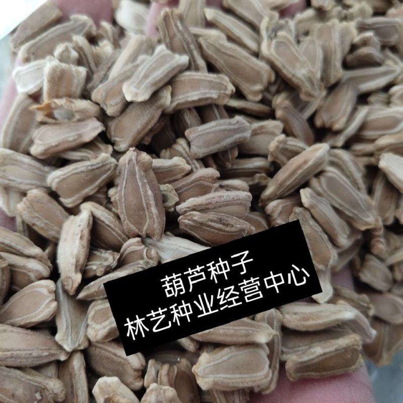 葫芦籽葫芦种子药用食用酒葫芦无污染实用葫芦中药材种子