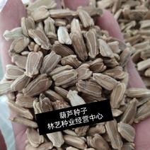 葫芦籽葫芦种子药用食用酒葫芦无污染实用葫芦中药材种子