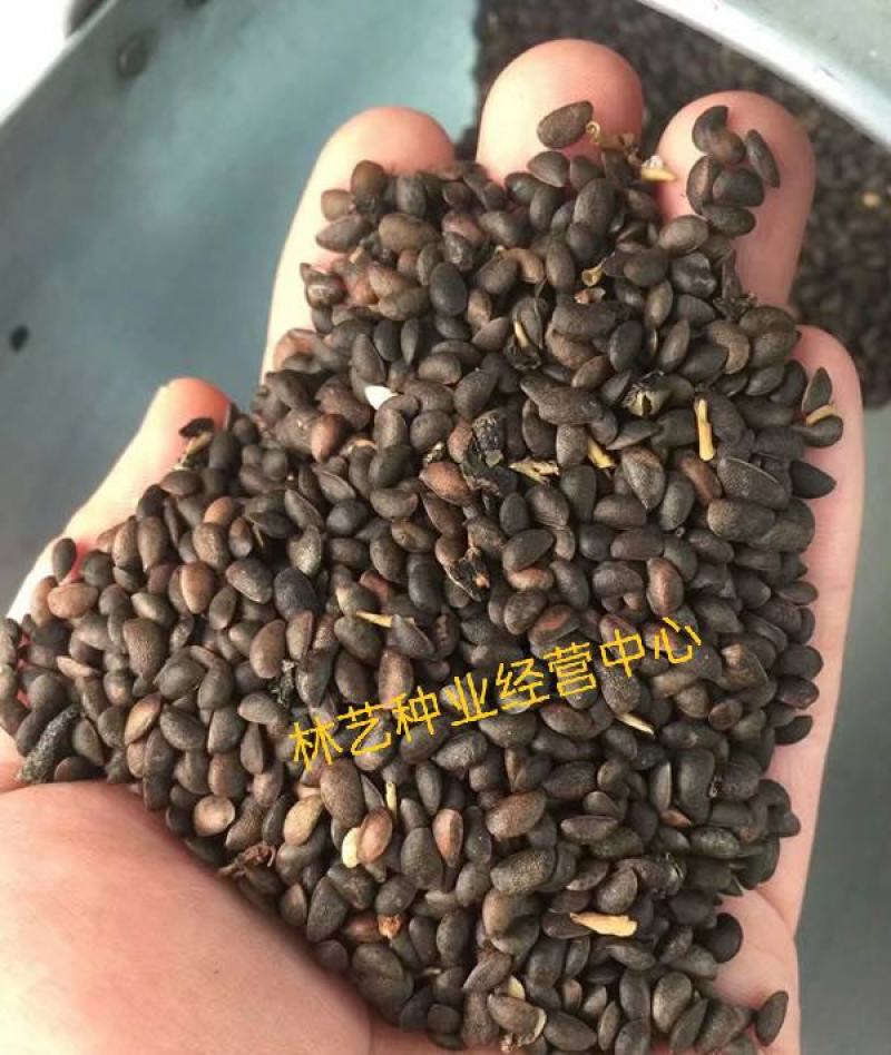 新采黄柏种子黄菠萝种子黄檗种子黄柏树苗种子元柏川黄柏种