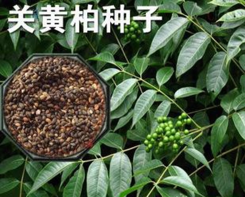 新采黄柏种子黄菠萝种子黄檗种子黄柏树苗种子元柏川黄柏种