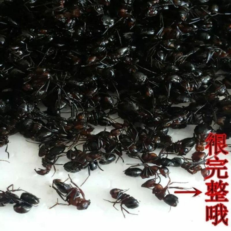 长白山黑蚂蚁中药材泡酒煲汤养生营养丰富（干货包邮）