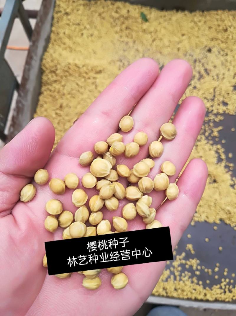 散装樱桃种子山樱桃种子果树种子毛樱桃种子车厘子种子