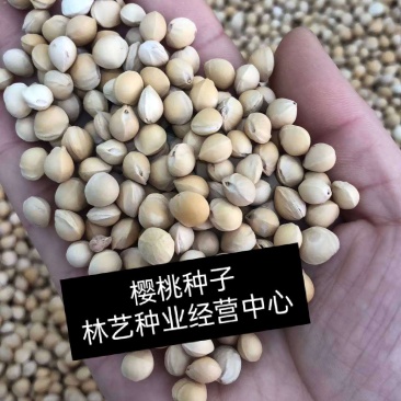 散装樱桃种子山樱桃种子果树种子毛樱桃种子车厘子种子