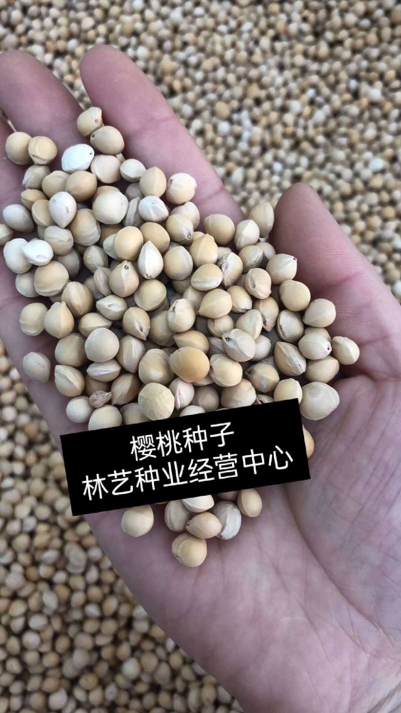 散装樱桃种子山樱桃种子果树种子毛樱桃种子车厘子种子