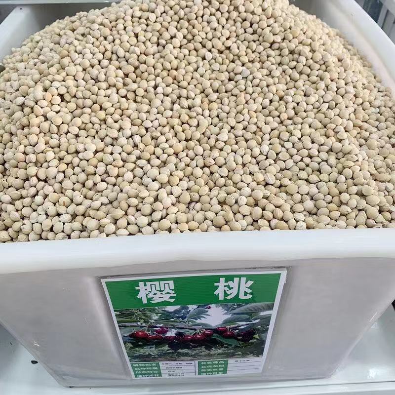 散装樱桃种子山樱桃种子果树种子毛樱桃种子车厘子种子