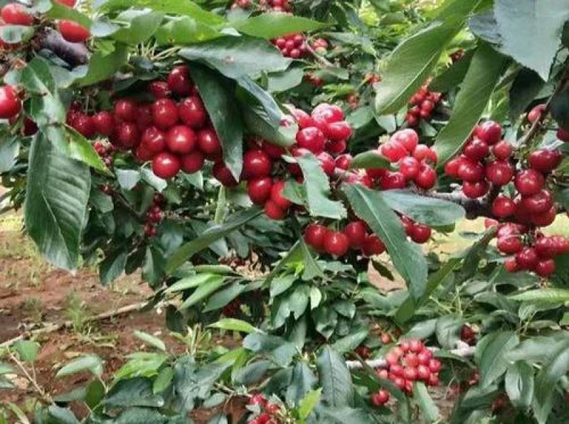 大樱桃树种子四季种植庭院水果树种子水果樱桃种子车厘子种子