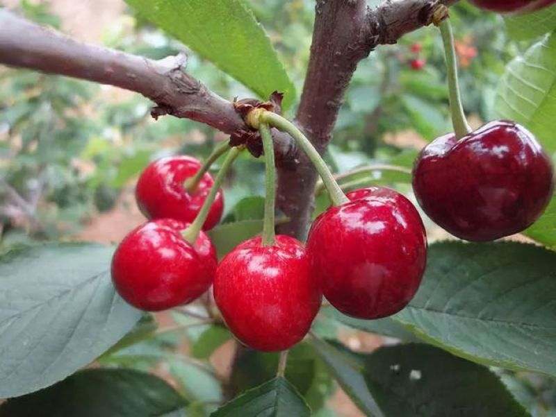大樱桃树种子四季种植庭院水果树种子水果樱桃种子车厘子种子