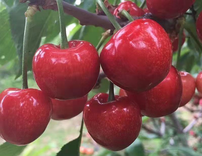 大樱桃树种子四季种植庭院水果树种子水果樱桃种子车厘子种子