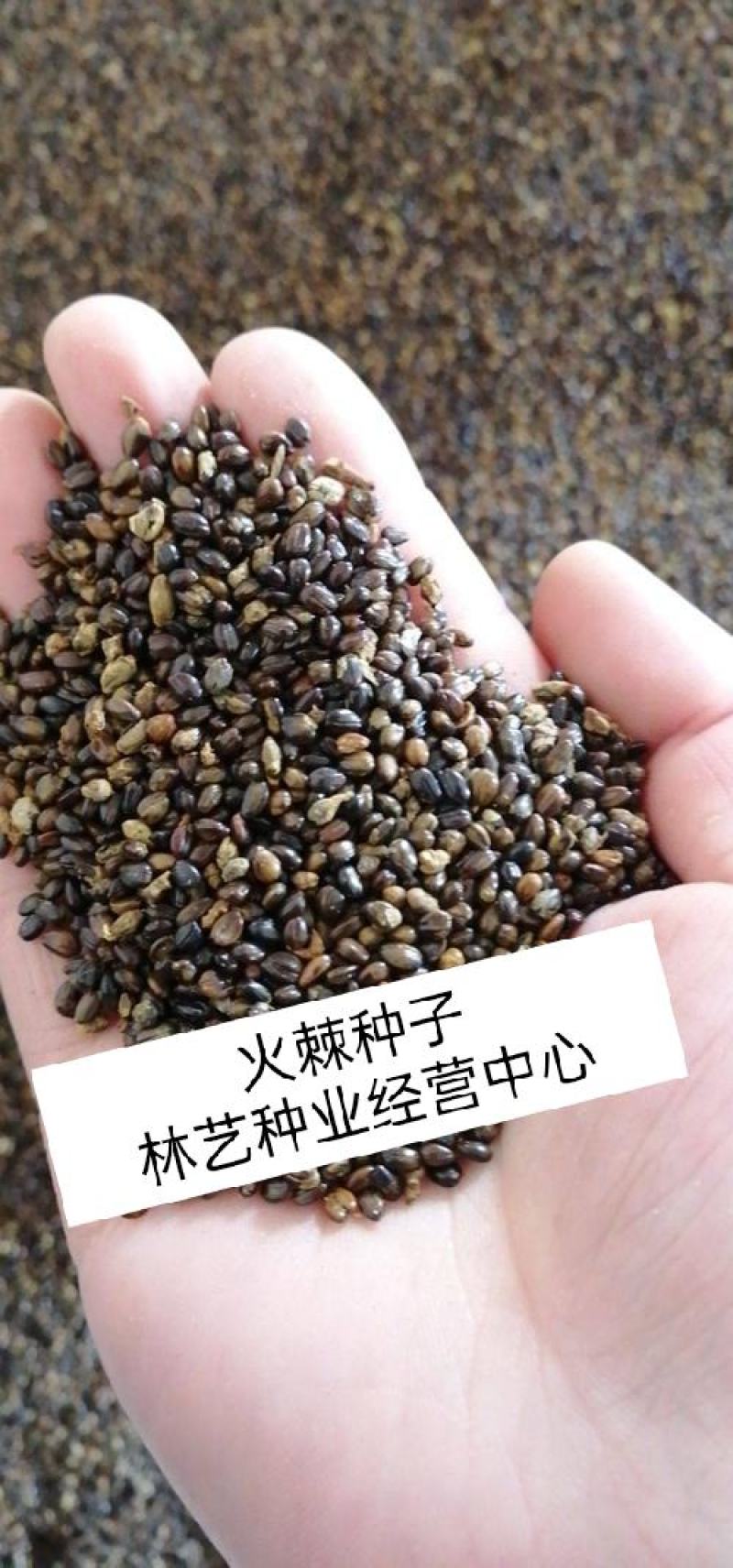 沙棘种子醋柳黄酸刺酸刺柳黑刺酸刺耐旱抗风沙多年生落叶灌木