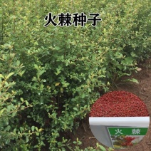 新采火棘种子火棘种籽林木树种沙棘围墙铁篱笆种子红刺木