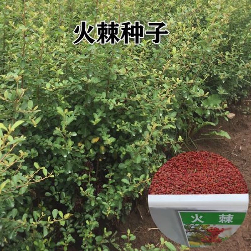 新采火棘种子火棘种籽林木树种沙棘围墙铁篱笆种子红刺木