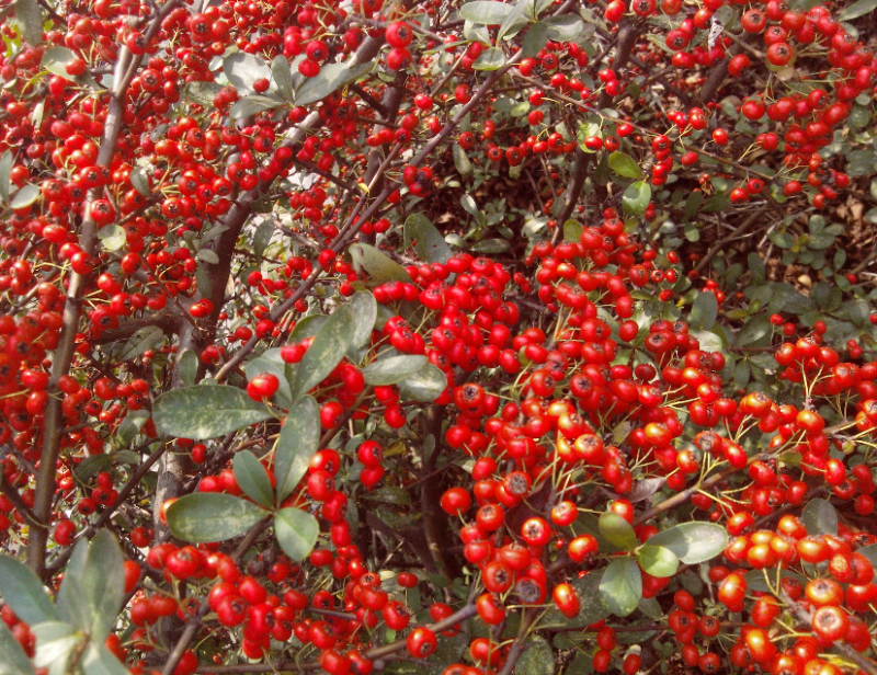 新采火棘种子火棘种籽林木树种沙棘围墙铁篱笆种子红刺木