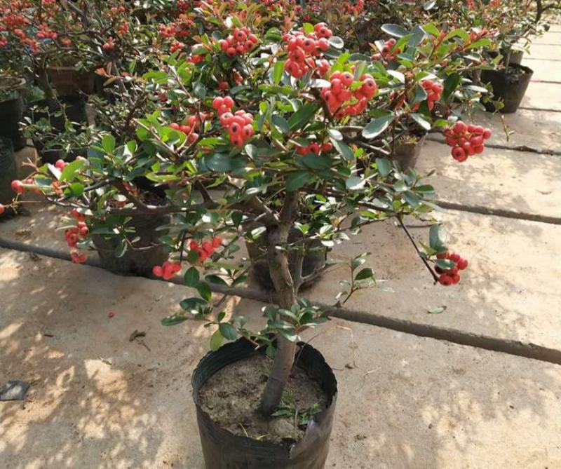 火棘苗盆景室内耐寒植物阳台盆栽带果盆景客厅火棘盆景